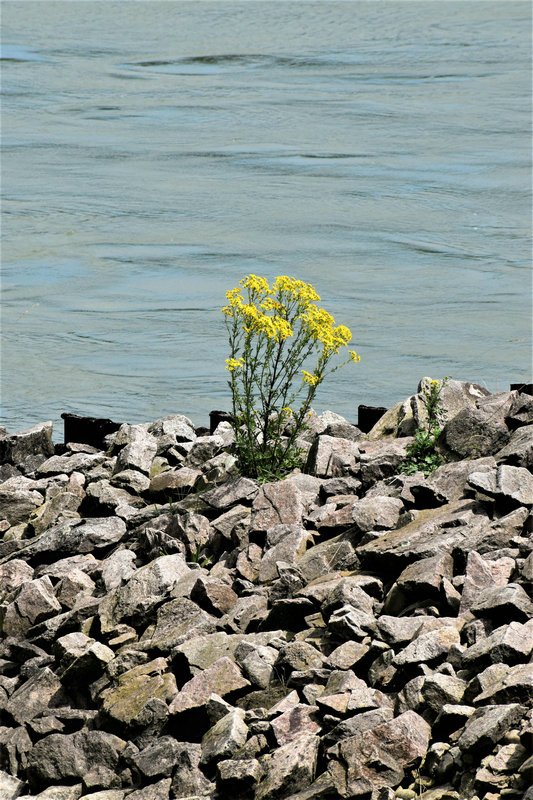 地下管網水質監測系統 地下管網水質監測系統